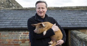 Pig Gate could cause loss of UK productivity